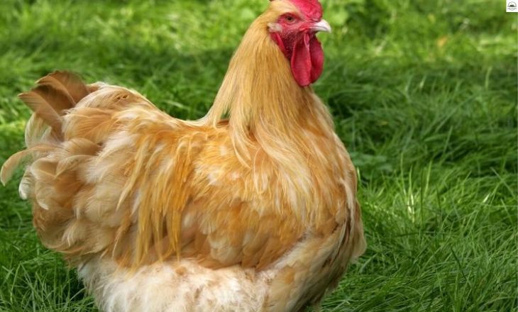 Buff Orpington Chickens- The Ultimate Care Guide