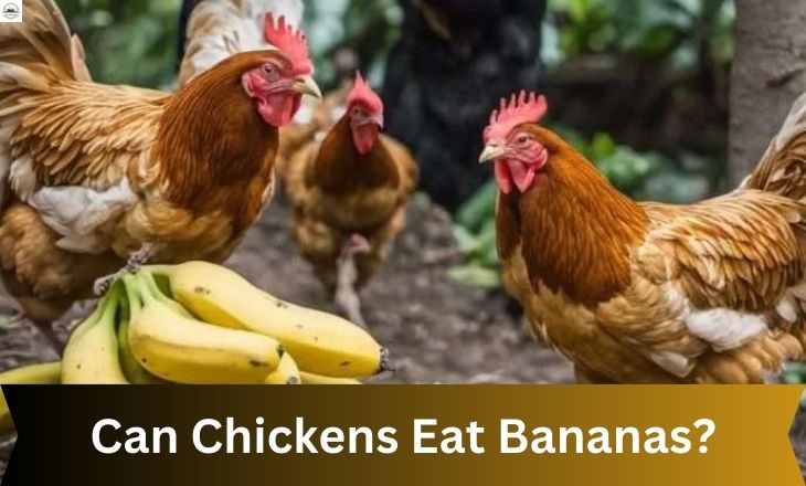 Can Chickens Eat Bananas? What about Banana Peels?