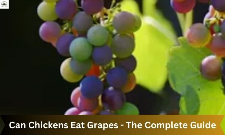 Can Chickens Eat Grapes - The Complete Guide