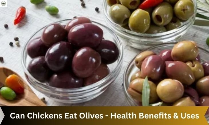 Can Chickens Eat Olives - Health Benefits & Uses