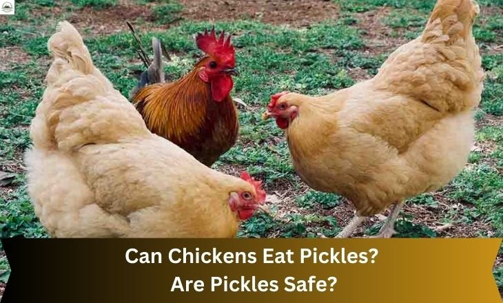 Can Chickens Eat Pickles?  Are Pickles Safe?