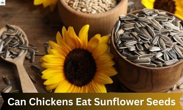 Can Chickens Eat Sunflower Seeds