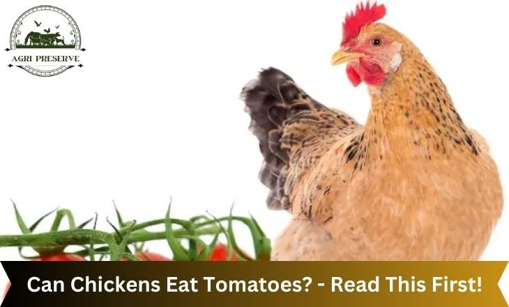 Can Chickens Eat Tomatoes? - Read This First!