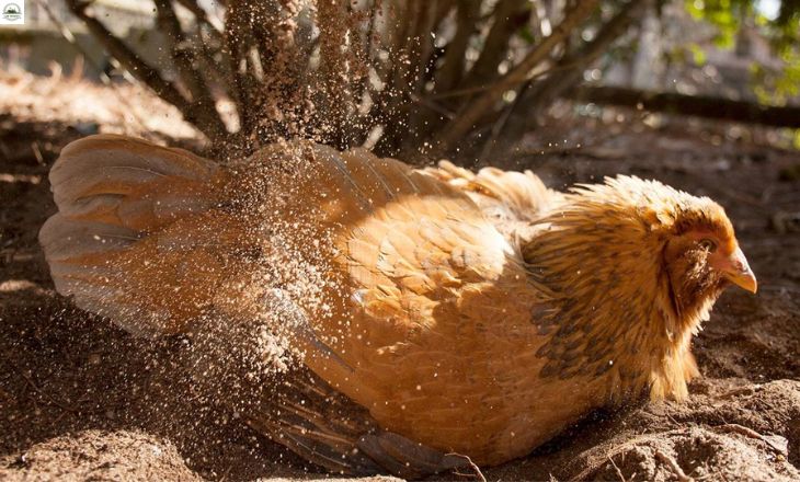 Chicken Dust Bath - Easy Steps To Make One