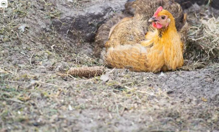 Chicken Dust Bath - Easy Steps To Make One