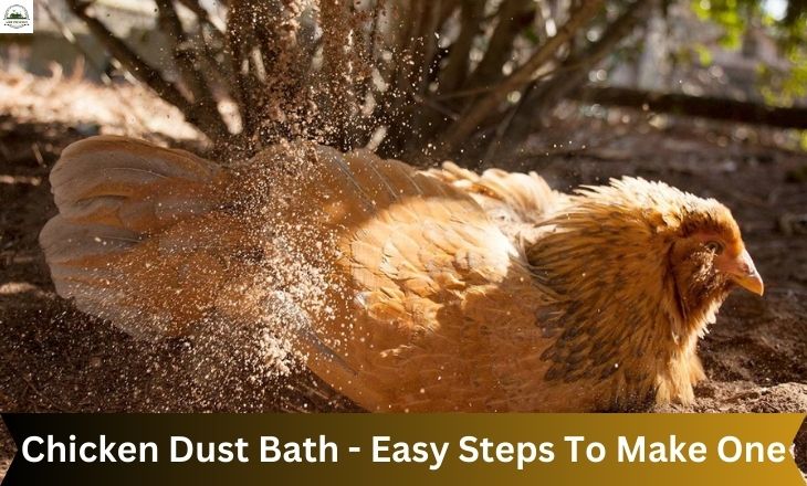 Chicken Dust Bath - Easy Steps To Make One