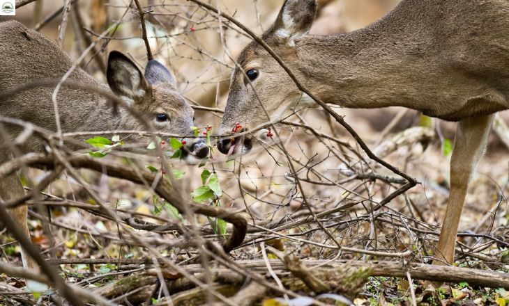 Do Deer Eat Tomatoes