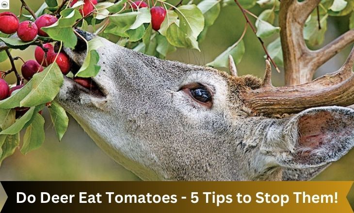 Do Deer Eat Tomatoes - 5 Tips to Stop Them!