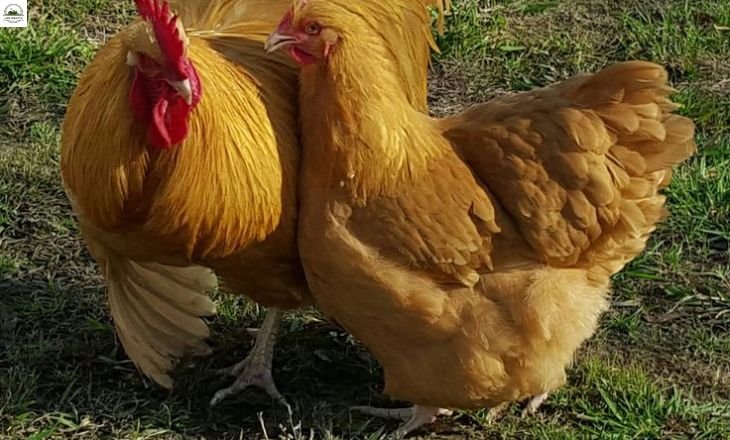 herbs for chickens