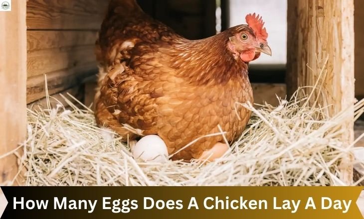 How Many Eggs Does A Chicken Lay A Day