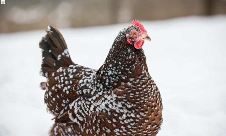 Speckled Sussex Chickens: A Beautiful Dual-Purpose Chicken