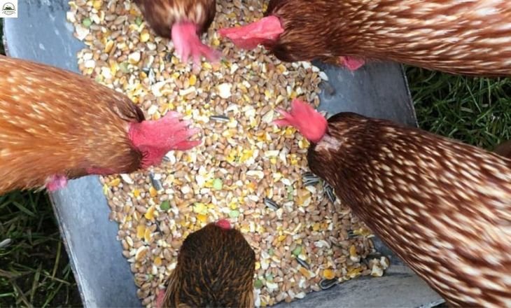 Can Chickens Eat Sunflower Seeds?