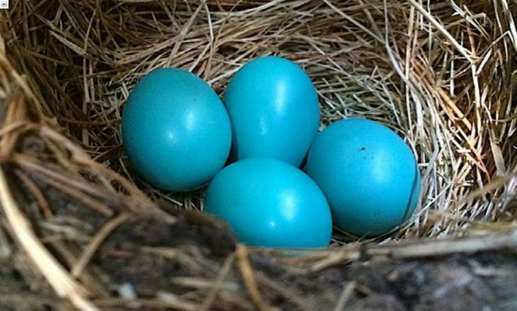 What Chickens Lay Blue Eggs - (With Pictures)