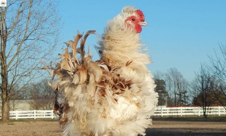 What is a Frizzle Chicken? and Sizzle Chickens?