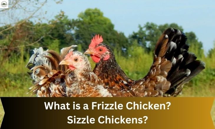 What is a Frizzle Chicken? and Sizzle Chickens?