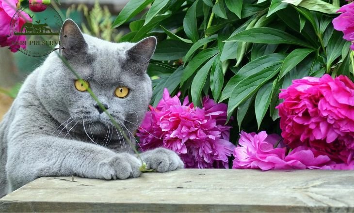 Are Peonies Poisonous to Cats