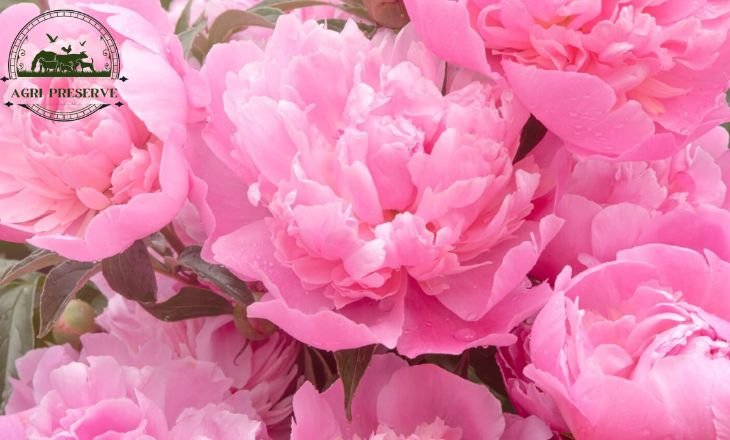 are peonies safe for cats