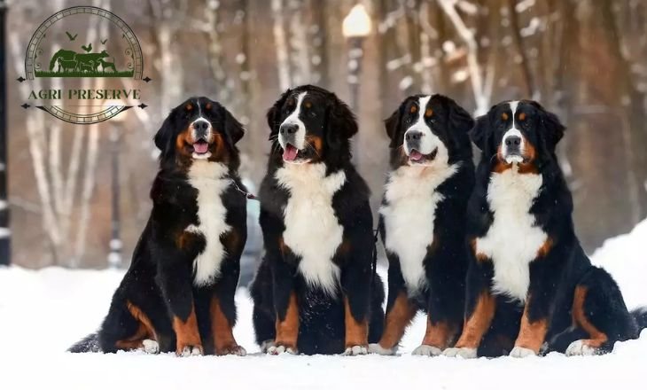 bernese mountain dog price