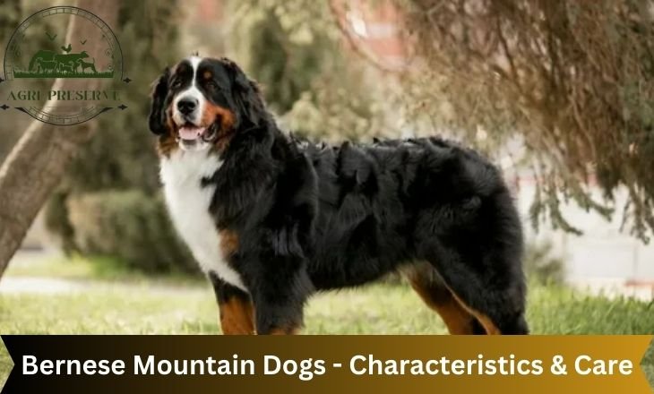 Bernese Mountain Dogs - Characteristics & Care