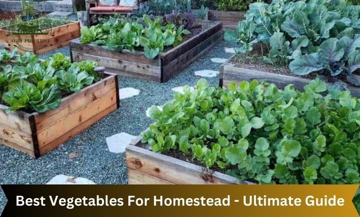 Best Vegetables For Homestead - Ultimate Guide