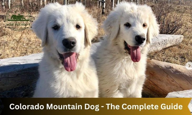 Colorado Mountain Dog - The Complete Guide