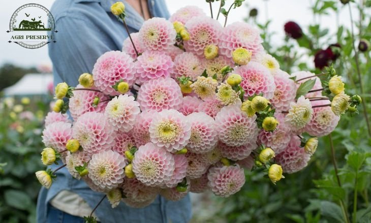 Dahlia Sweet Nathalie - Stone Meadow Gardens