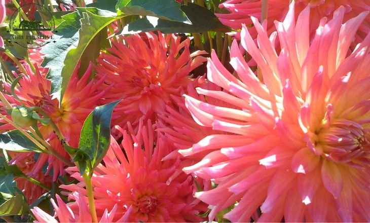 dahlia blooming time