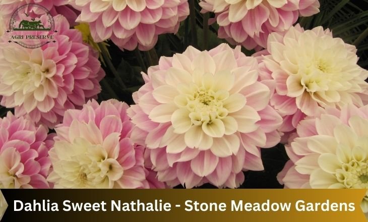 Dahlia Sweet Nathalie - Stone Meadow Gardens