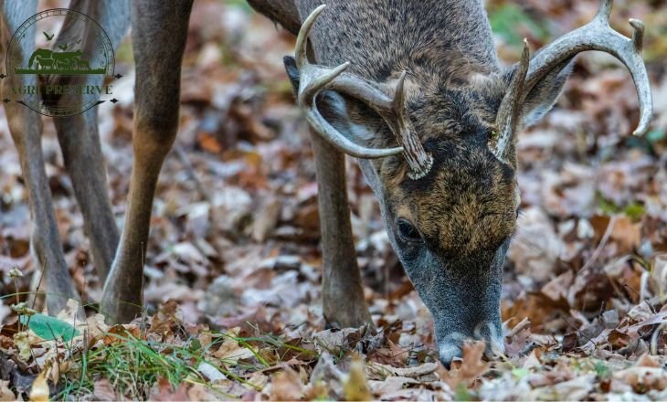 Do Deer Eat Broccoli - More Deer Facts