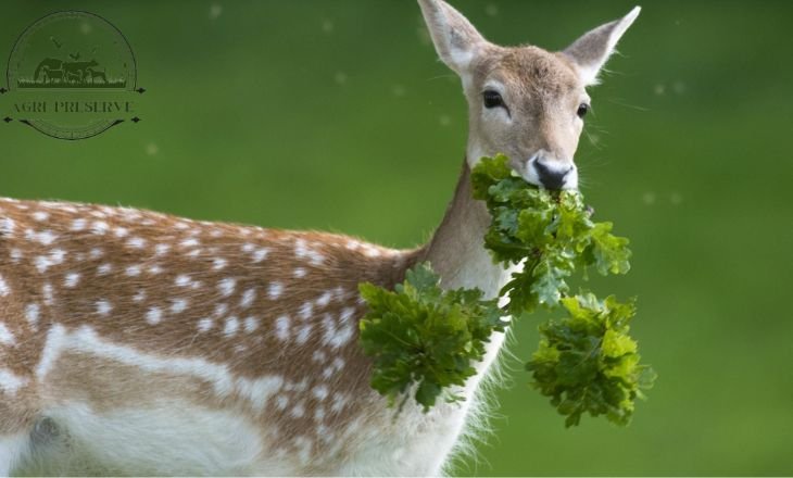 Do Deer Eat Broccoli - More Deer Facts