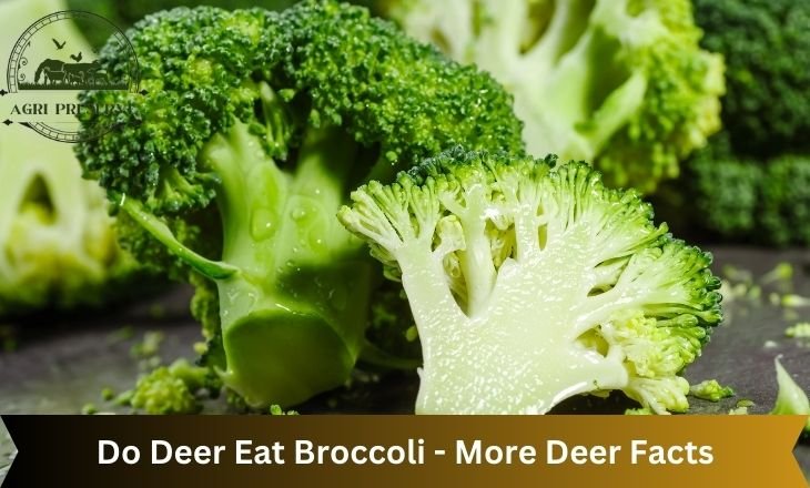 Do Deer Eat Broccoli - More Deer Facts