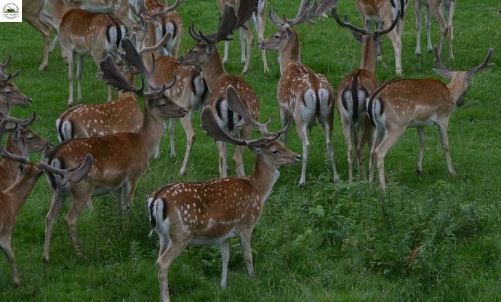 Do Deer Eat Dahlias - 14 Ways To Keep Deer Away