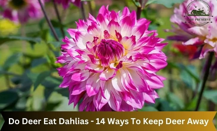 Do Deer Eat Dahlias - 14 Ways To Keep Deer Away