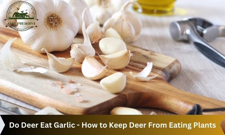 Do Deer Eat Garlic - How to Keep Deer From Eating Plants