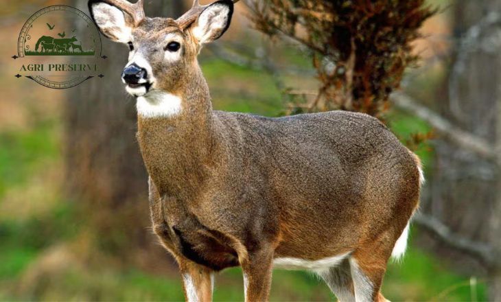 Do Deer Eat Oats - Feeding Deer