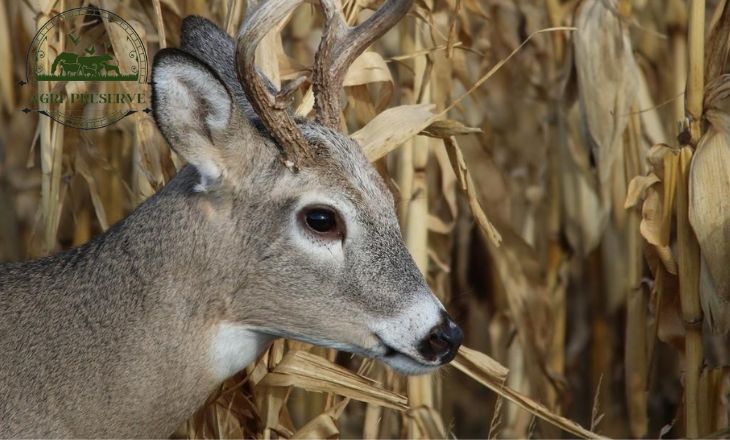 Do Deer Eat Oats - Feeding Deer