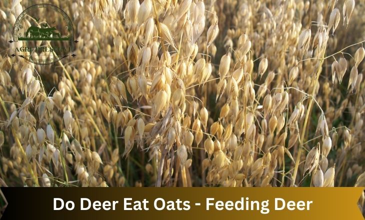 Do Deer Eat Oats