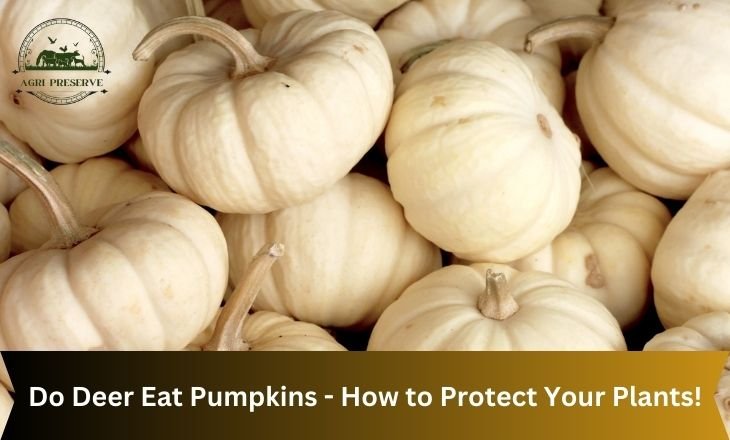 Do Deer Eat Pumpkins - How to Protect Your Plants!