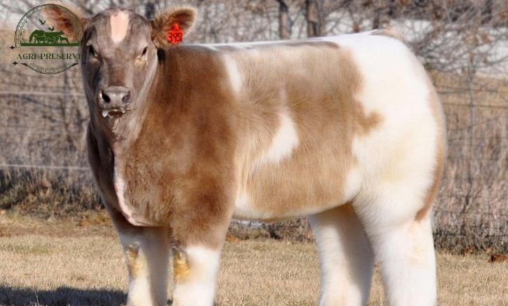 Fluffy cow baby