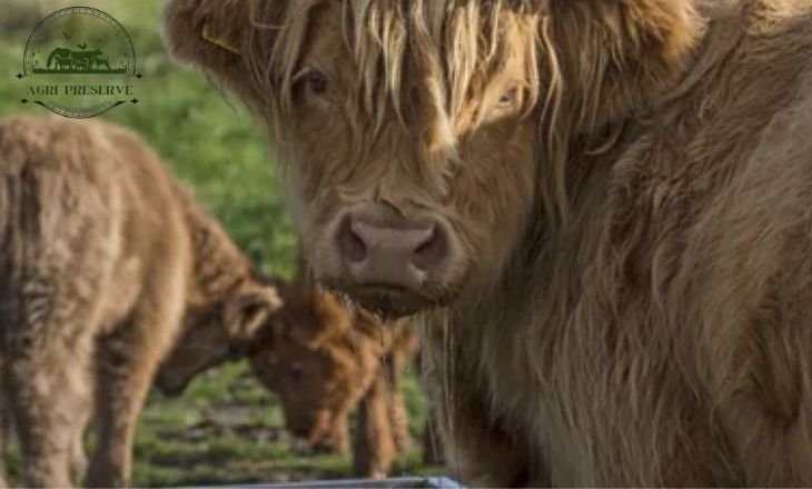 Fluffy Cow Breed 