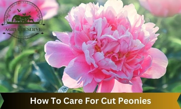 How To Care For Cut Peonies