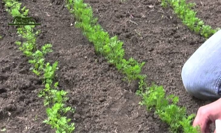 How To Plant Carrot Seeds