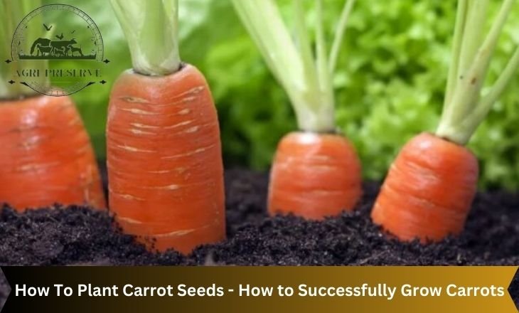 How To Plant Carrot Seeds - How to Successfully Grow Carrots