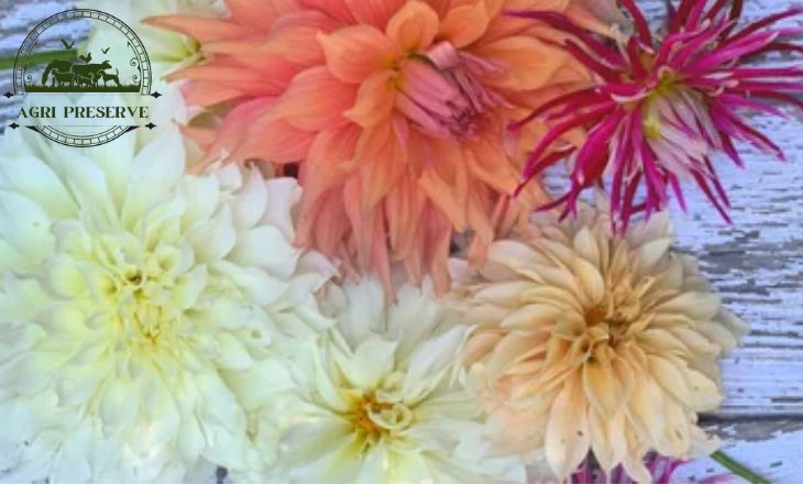 How to Grow Dahlias in Colorado