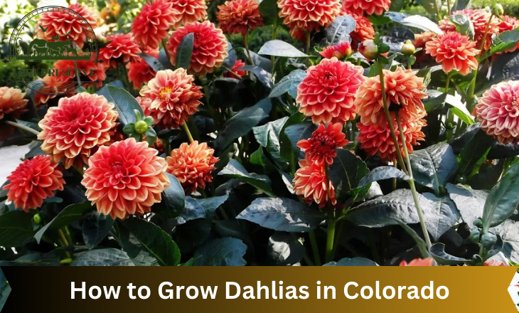 How to Grow Dahlias in Colorado