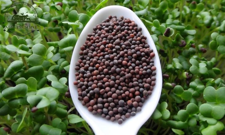 Microgreens Seeds