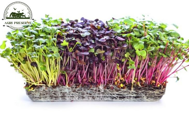 Microgreens vs Sprouts - A Comprehensive Comparison