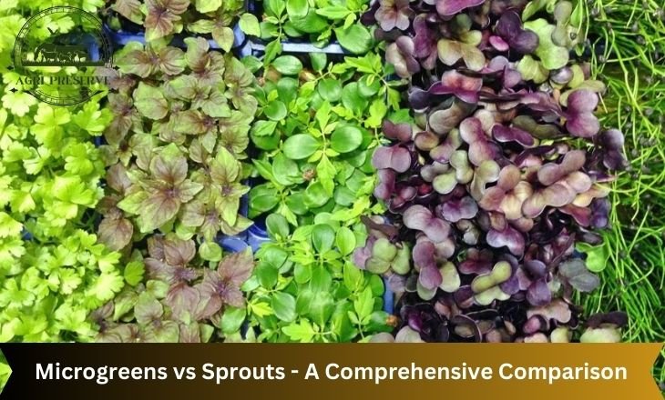 Microgreens vs Sprouts - A Comprehensive Comparison