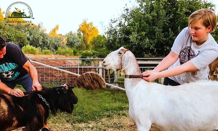 Nubian Saanen Cross Goats - Other Goats