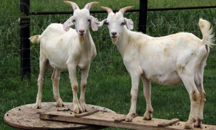  Nubian Saanen Cross goats 